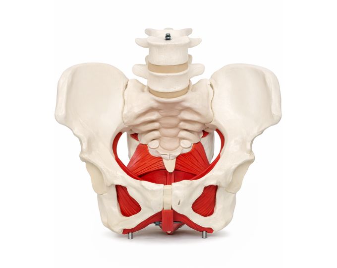 Female pelvis with muscle and organs
