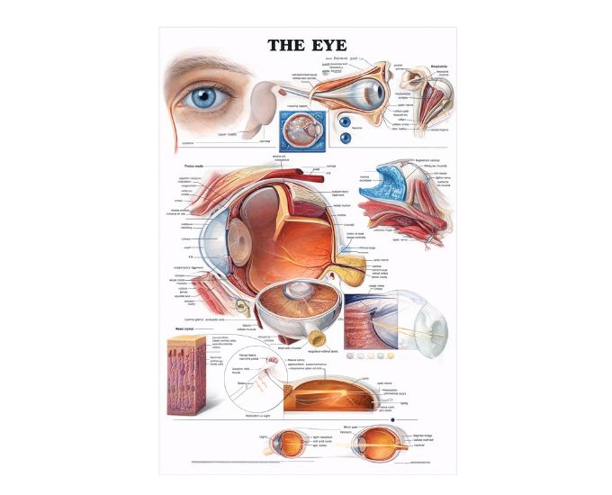3D Human Vision System Wall-Mounted Anatomy Chart Model for Teaching - Product Image