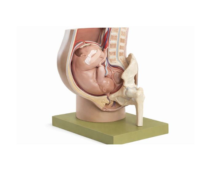 Female Pelvis with Full-Term Uterus Anatomy Model for Obstetrics Study - Product Image