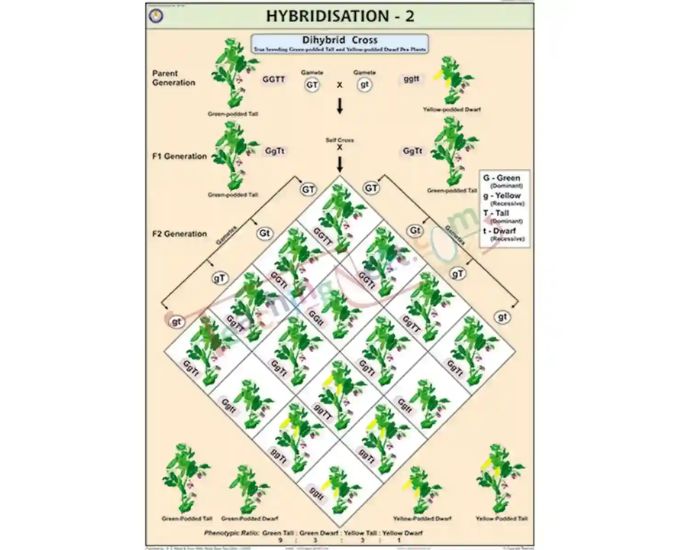 Genetics Educational Chart - Product Image