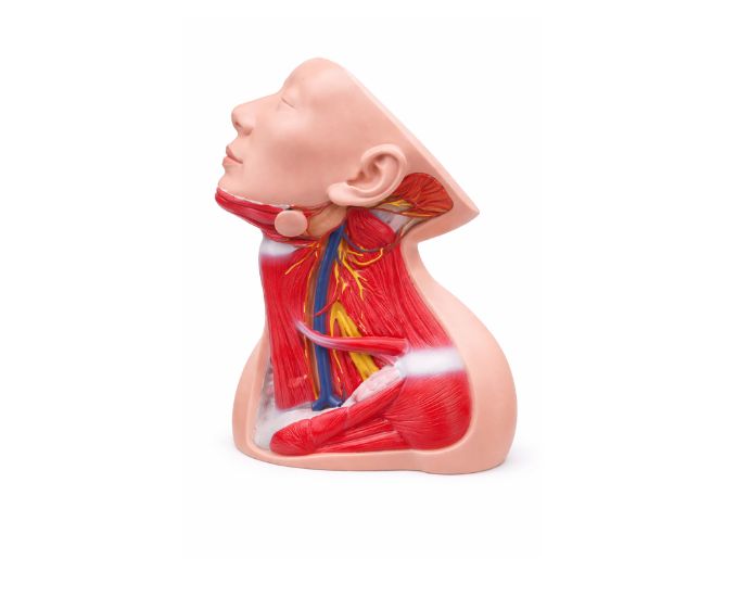 Superior Cervical Nerves, Vessels and Muscles Dissection Model - Product Image 2