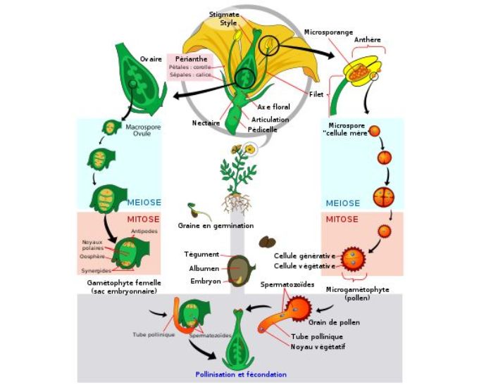 Flower & Embryology Educational Chart - Product Image