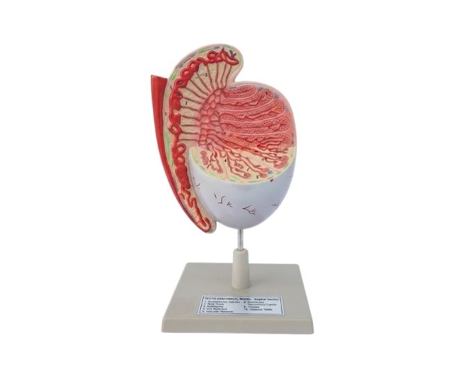 Human Testicle Model - Product Image