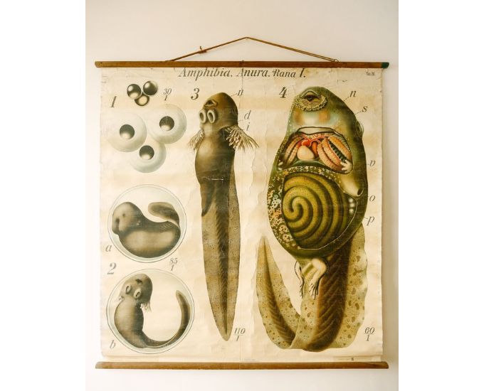 Amphibia Educational Chart - Product Image