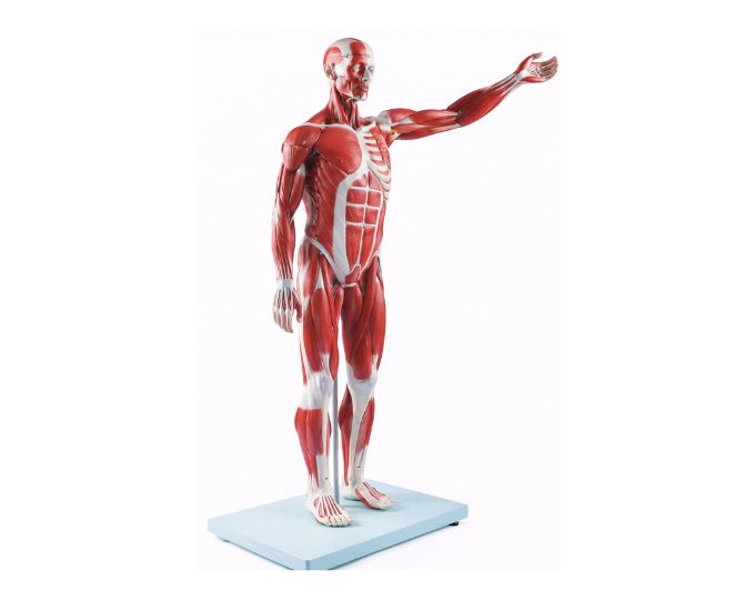 Human Muscle Model