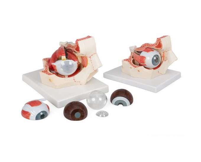 Human Eye Anatomical Model - Product Image