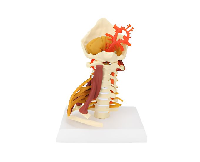 Deluxe Cervical Spine Model with Brain Stem & Muscles - Product Image