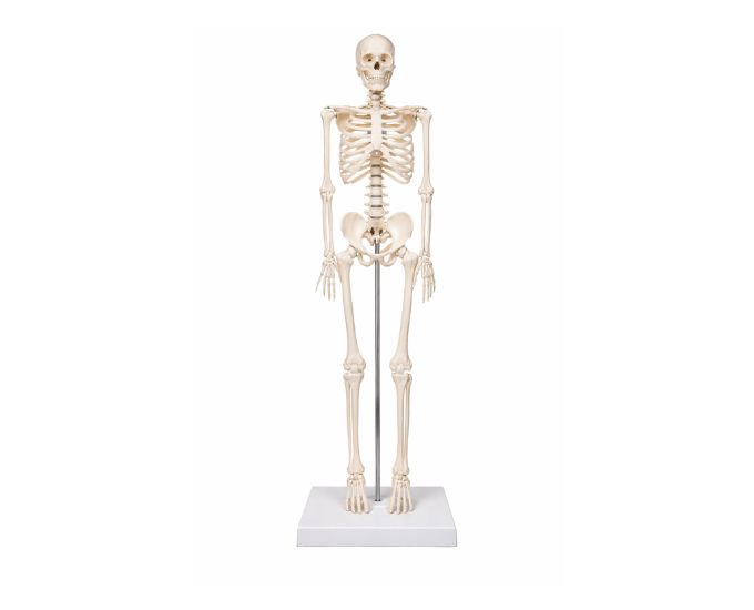 Human Skeleton Anatomy Model for Medical and Educational Use (85 cm)