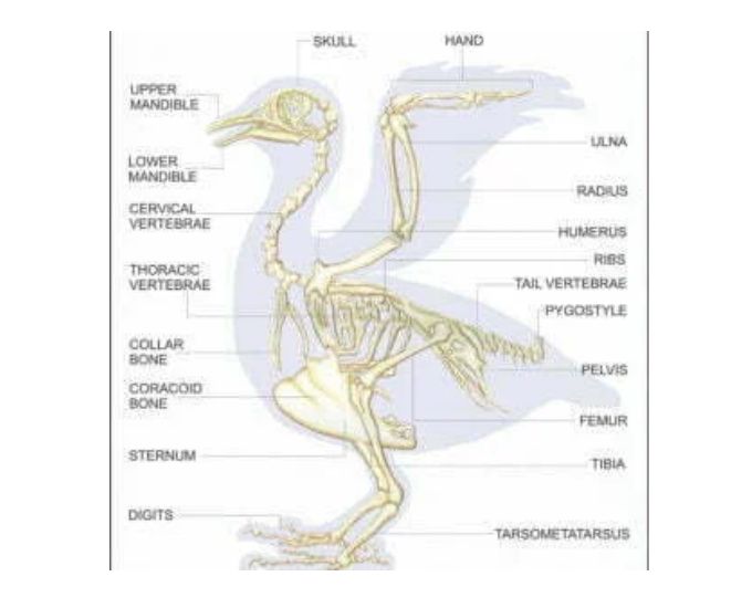Aves Educational Chart - Product Image