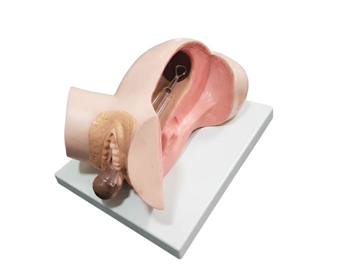 Baby Delivery Model - Product Image 2