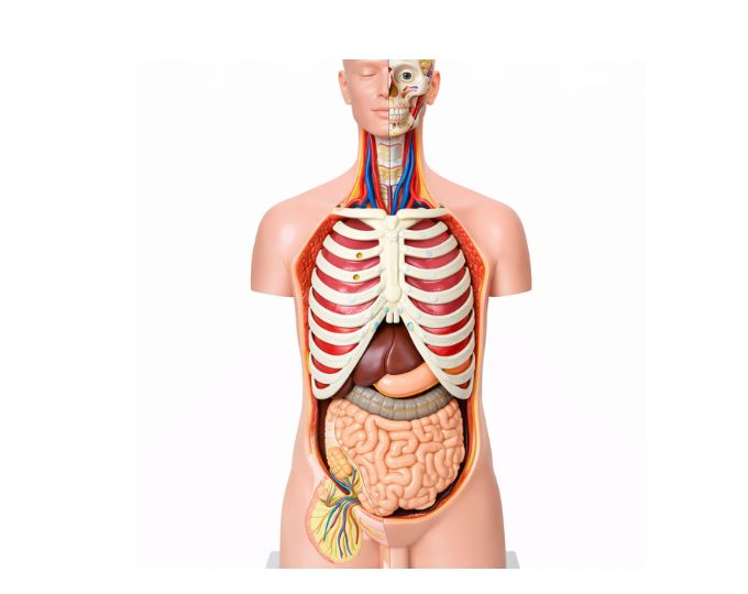 Classic unisex torso 17 parts