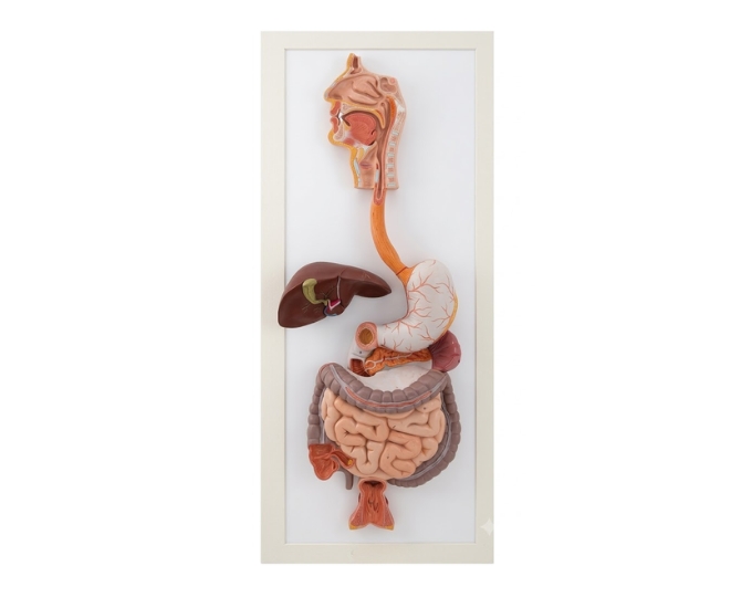 Digestive System Anatomical Models (Indian & Imported) - Product Image 2