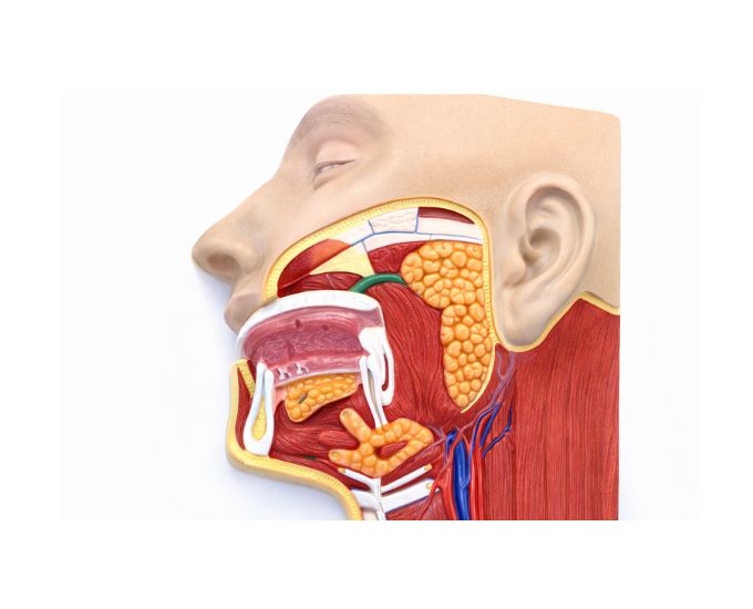 Salivary Glands Anatomy Model for Medical Education