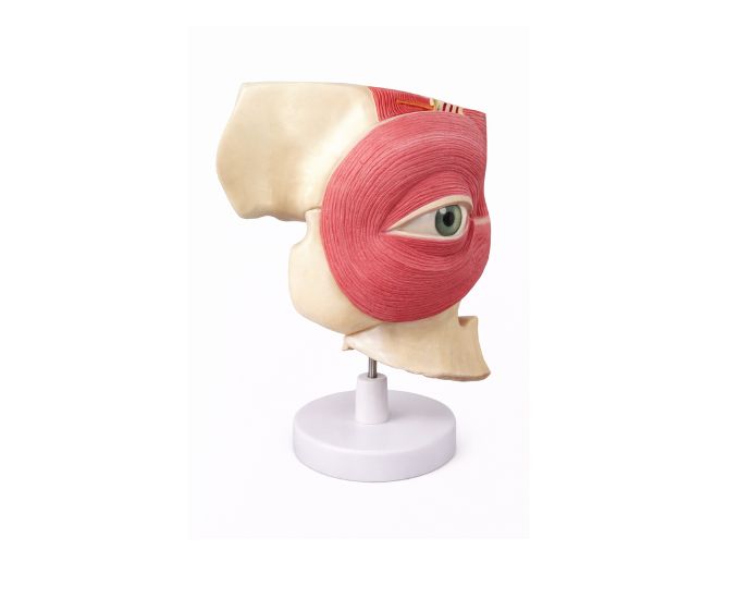 Dissection Model of Eyepit and Periocular Anatomy - Product Image