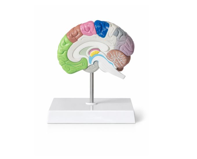 Human Brain Half Size: 17x15x15cm - Product Image