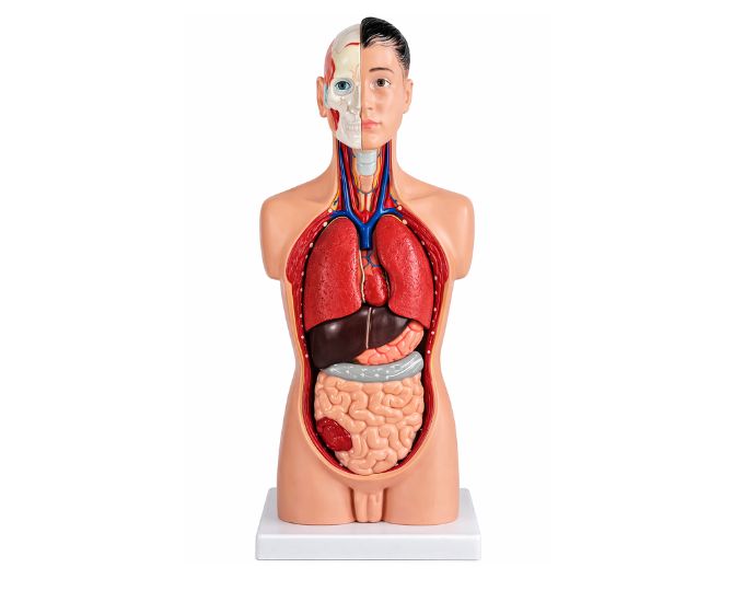 Human male torso 19 parts