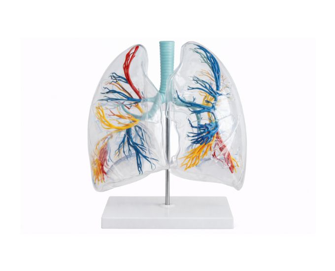 Transparent Lung Segments Model for Detailed Anatomical Study - Product Image