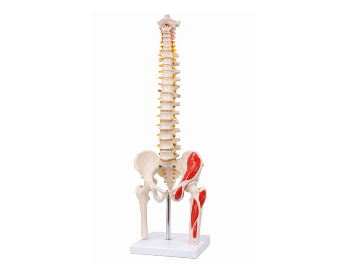 Flexible Spinal Column With Femur Muscle Marked