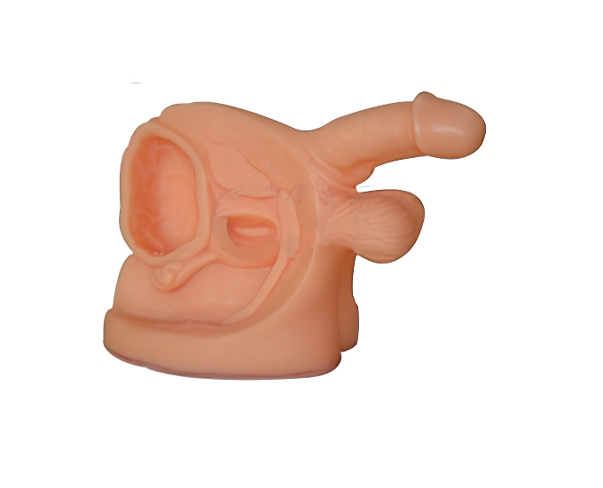 Male Internal and External Organ Anatomical Model - Product Image