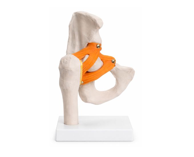 Human Hip Joint Anatomy Model Half Life Size for Study