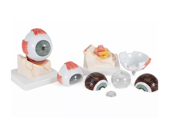 Human Eye Anatomy Model Size:180×180×180 mm