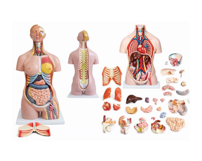 Dual sex torso 28 parts