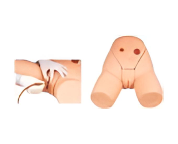 Female Catheterization Training Model with Realistic Urethral Resistance - Product Image