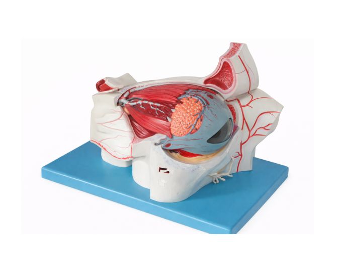 Eye Ball and Orbit with Vessels and Nerves 9 Parts