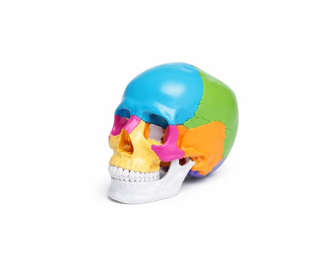 Life Size Colored Human Skull Anatomy Model for Medical Study