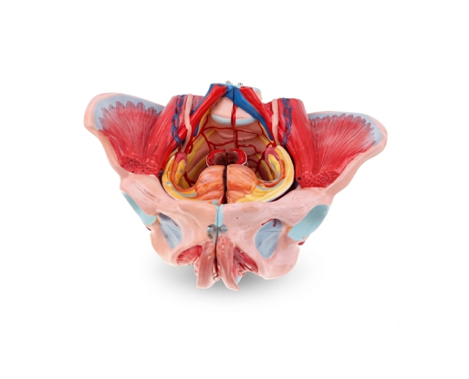 Female Pelvic Anatomy Model with Muscles, Organs & Nerves - Product Image