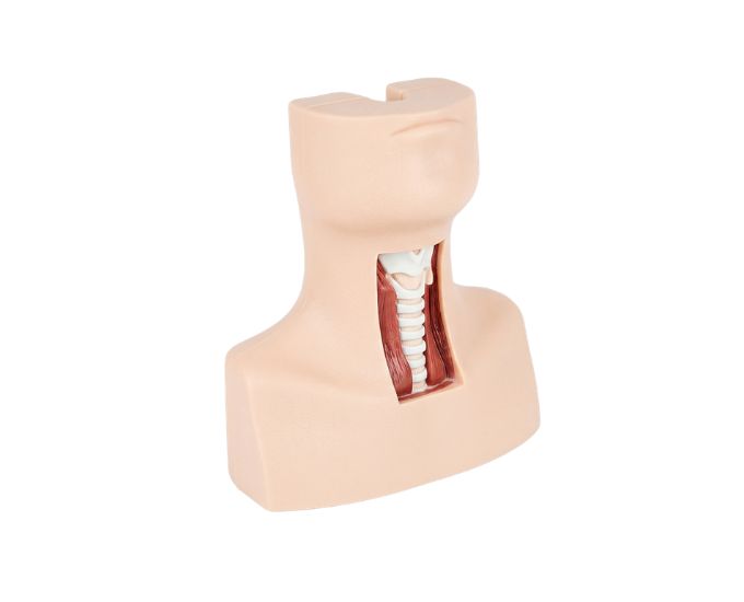 Tracheotomy and Endotracheal Intubation Training Model with Surgical Practice