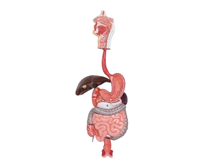 Digestive System Anatomical Models (Indian & Imported) - Product Image