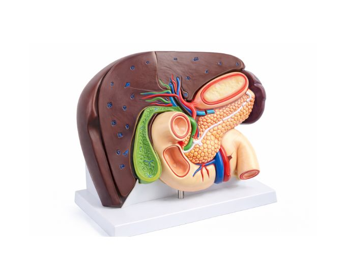 Liver Section Model with Spleen, Pancreas, Duodenum & Stomach - Product Image