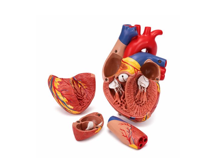 Human Heart Anatomy Model Life Size, 4 Parts – MT-131 - Product Image 2