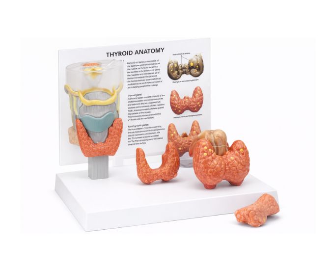 Thyroid Disease Anatomy Model 4 Parts – MT-127 - Product Image