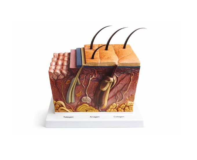 Human Skin Model 50X Enlarged High-Detail Anatomy Display - Product Image