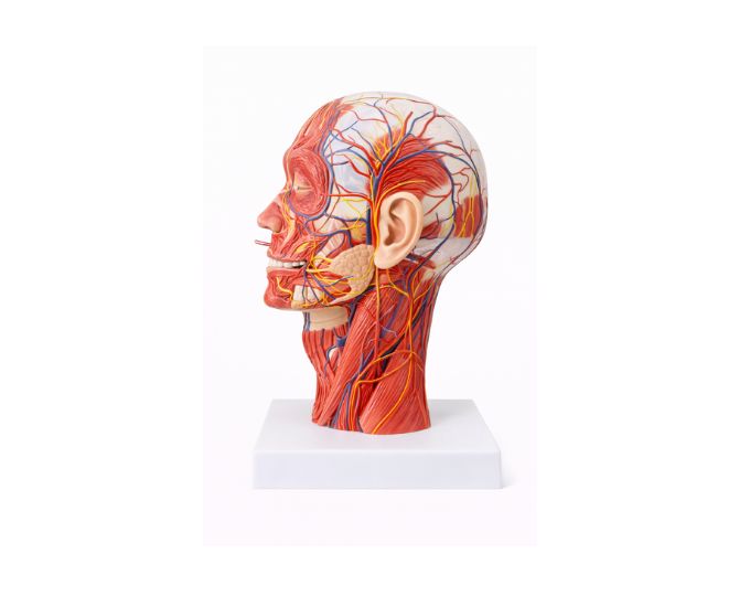Human Skull Anatomy Model with Blood Vessels and Nerves Life Size - Product Image