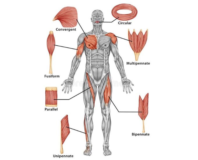 Types of Human Muscular Tissues Educational Chart