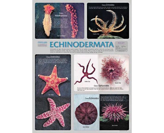 Echinodermata Educational Chart