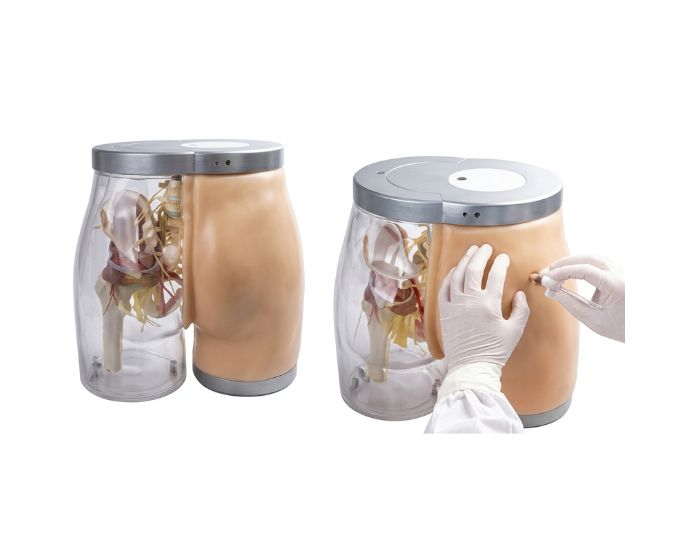 Advanced Buttocks Intramuscular Injection Simulator with Transparent Anatomy and Feedback