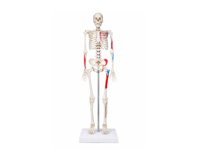 Human Skeleton Anatomy Model with Muscles and Ligaments