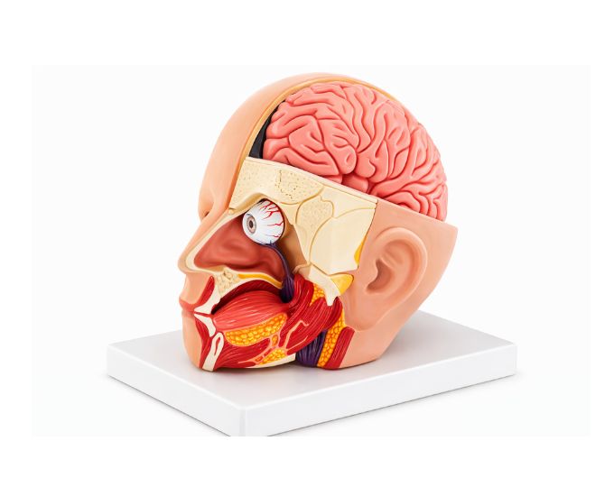 Human Head with Brain Mode - Product Image