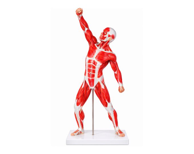 Human muscle figure model - Product Image
