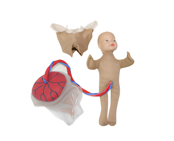 Birth Demonstration Model Set